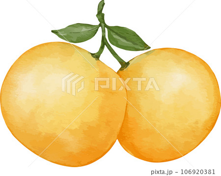tangerines fruit watercolor illustration isolated element tangerines fruit watercolor illustration isolated element 106920381