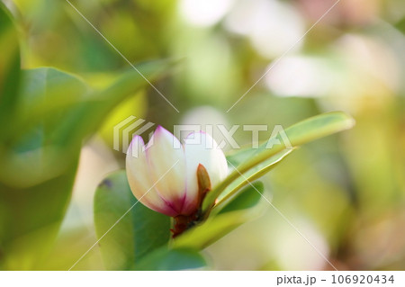 カラタネオガタマの花　都筑 106920434