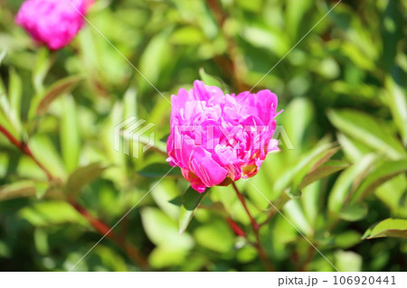 シャクヤクの花 シャクヤクの花 106920441