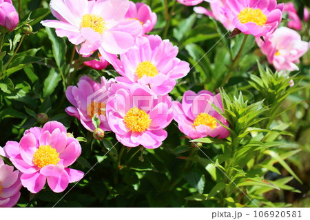 シャクヤクの花　満開 106920581