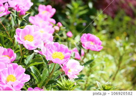 シャクヤクの花 満開 シャクヤクの花 満開 106920582