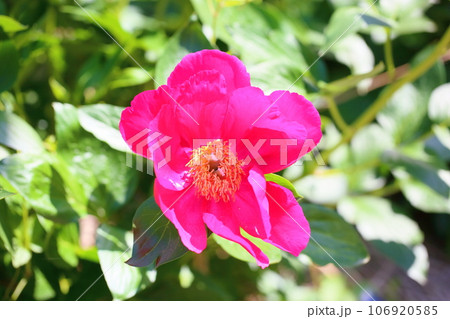 シャクヤクの花　満開 106920585