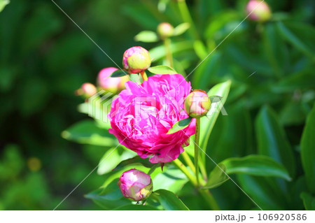 シャクヤクの花　満開 106920586