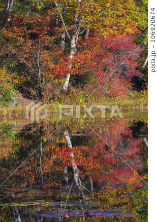 【長野県】志賀高原の蓮池に映り込む紅葉 【長野県】志賀高原の蓮池に映り込む紅葉 106920674