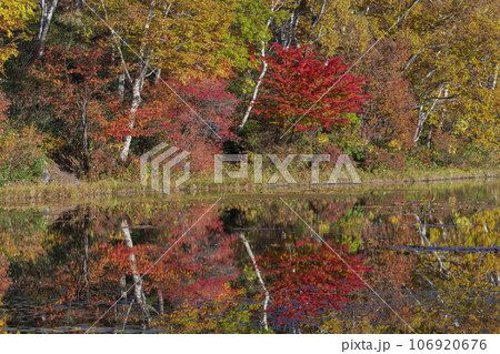 【長野県】志賀高原の蓮池に映り込む紅葉 【長野県】志賀高原の蓮池に映り込む紅葉 106920676