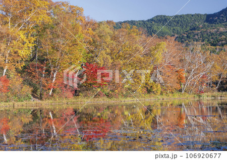 【長野県】志賀高原の蓮池に映り込む紅葉 【長野県】志賀高原の蓮池に映り込む紅葉 106920677