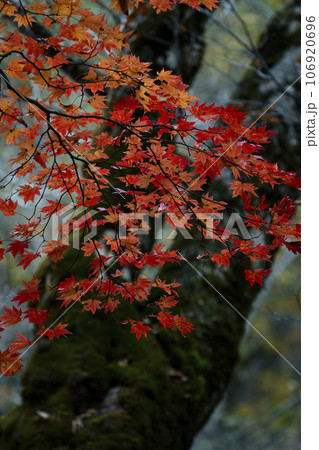 志賀高原・雑魚川渓谷の紅葉 志賀高原・雑魚川渓谷の紅葉 106920696