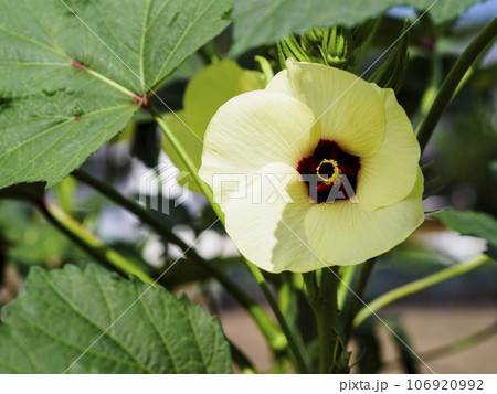 野菜畑でオクラの花が咲いている 野菜畑でオクラの花が咲いている 106920992