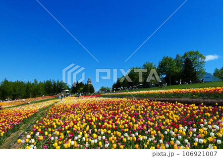 滝野すずらん公園のお花畑 滝野すずらん公園のお花畑 106921007