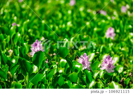 ホテイアオイ　02 106921115