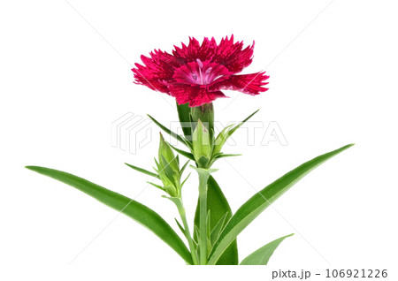 【ナデシコ】 (深度合成) 106921226