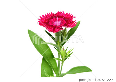 【ナデシコ】 (深度合成) 106921227