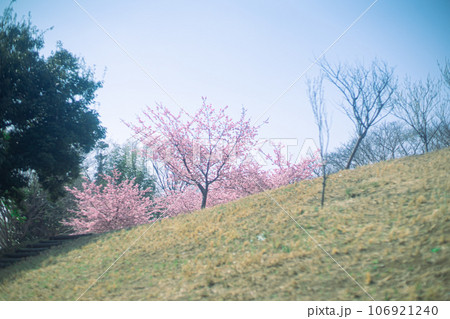 河津桜の咲く丘 106921240
