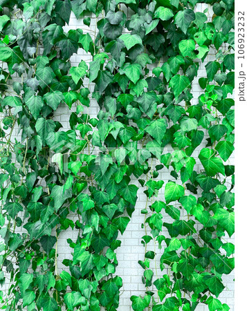 深緑色のアイビーの葉やツルが白い壁の前に垂れる壁面緑化の縦長の背景画像 106923232