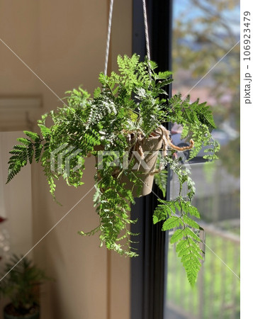 観葉植物 106923479