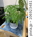 観葉植物 106923481