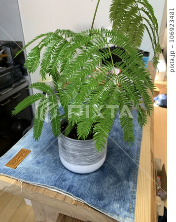 観葉植物 106923481