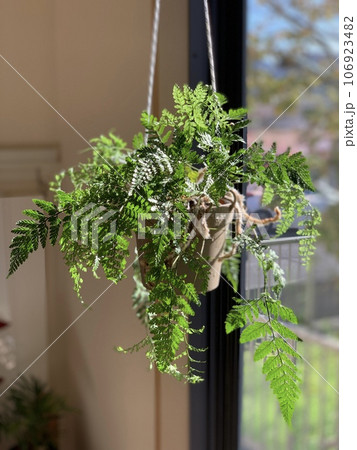 観葉植物 106923482