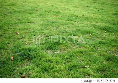 一面の芝生・落ち葉 106923914