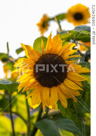 A beautiful sunflower with long yellow petals in the field. Calm tranquil moment in countryside. Sunflower growing in evening field. Atmospheric summer wallpaper, space for text A beautiful sunflower with long yellow petals in the field. Calm tranquil moment in countryside. Sunflower growing in evening field. Atmospheric summer wallpaper, space for text 106924072