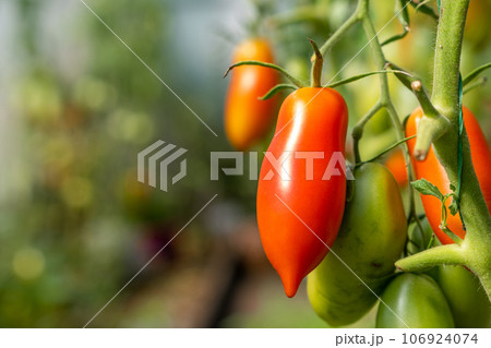 Red, ripe and green large tomatoes on a bush in a greenhouse. Tomatoes in a greenhouse. Plantation of tomatoes. Organic farming, growth of young tomato plants in a greenhouse. 106924074