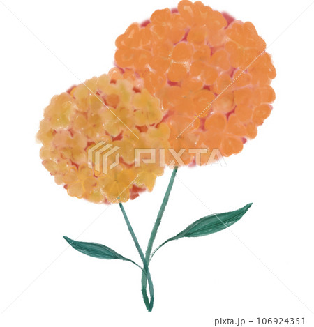 Beautiful Hydrangeas Beautiful Hydrangeas 106924351