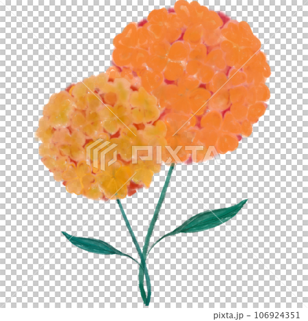 Beautiful Hydrangeas Beautiful Hydrangeas 106924351