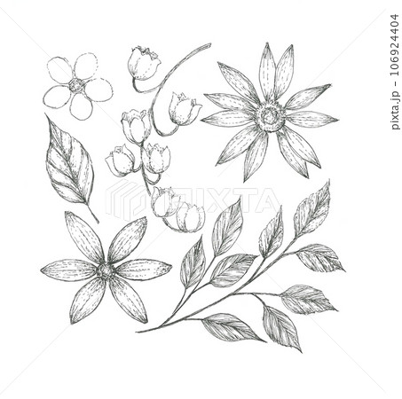 様々なお花と葉っぱのボタニカルアート 106924404