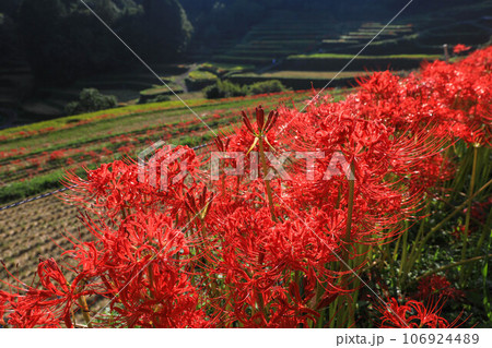 棚田と彼岸花 106924489
