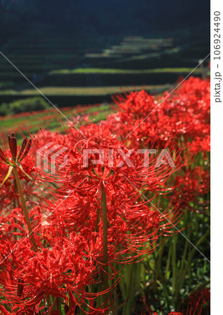 棚田と彼岸花 106924490