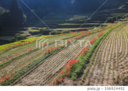 棚田と彼岸花 106924492