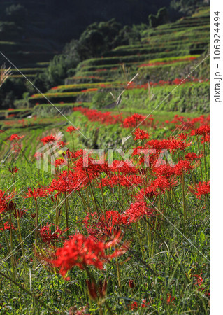 棚田と彼岸花 106924494