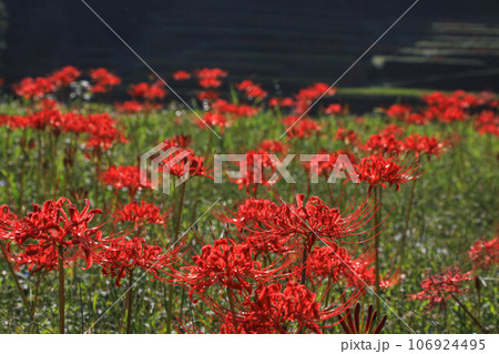 棚田と彼岸花 106924495