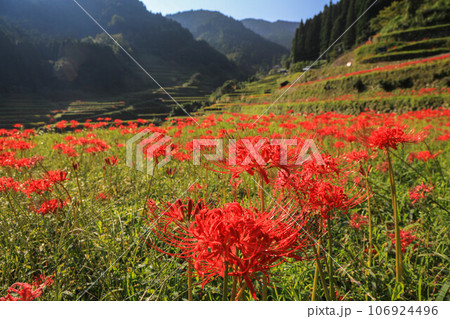 棚田と彼岸花 106924496