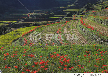 棚田と彼岸花 106924498