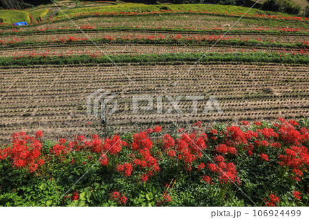 棚田と彼岸花 106924499