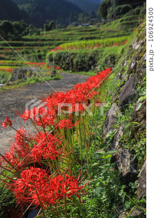 棚田と彼岸花 106924500