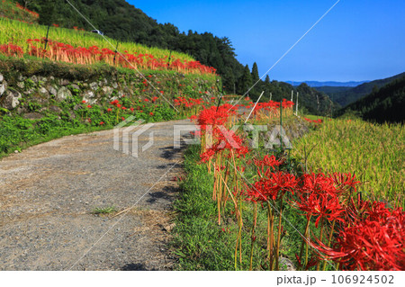 棚田と彼岸花 106924502