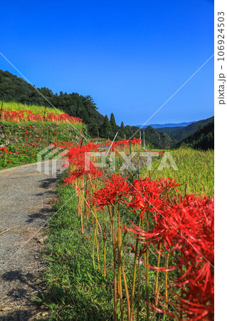棚田と彼岸花 106924503