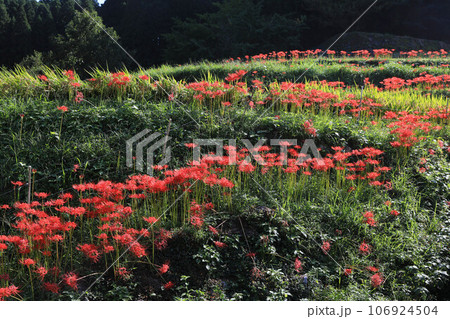 棚田と彼岸花 106924504