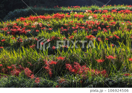 棚田と彼岸花 106924506