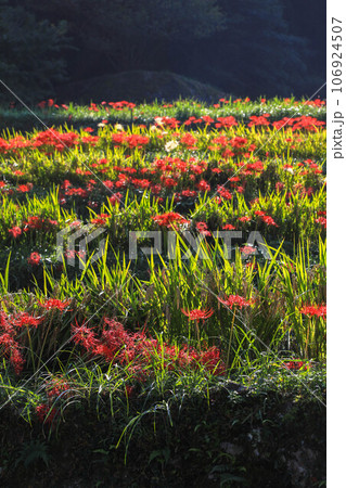 棚田と彼岸花 106924507