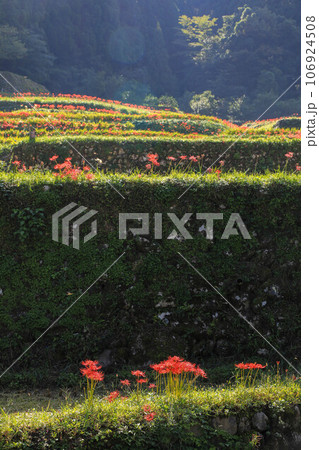 棚田と彼岸花 106924508