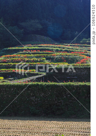棚田と彼岸花 106924510