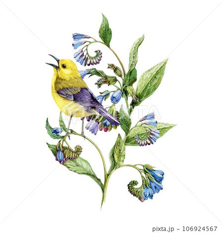 Warbler bird on a blooming comfrey plant. Watercolor illustration. Hand drawn vintage style natural decoration. Singing prothonotary warbler on a blooming comfrey herb. White background 106924567