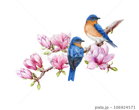 Western bluebirds on blooming magnolia branch. Watercolor illustration. Bluebird couple on a branch isolated on white background. Hand painted beautiful birds with lush magnolia spring blossoms 106924571