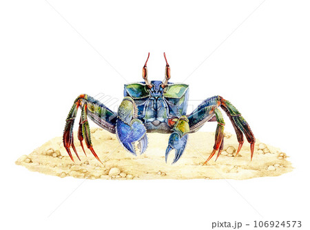 Sea crab on the sandy shore. Watercolor illustration. Hand drawn sea life marine animal. Bright crab on the sand. Isolated on white background 106924573