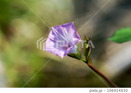 信濃川・やすらぎ堤の豆朝顔(まめあさがお) 106924830