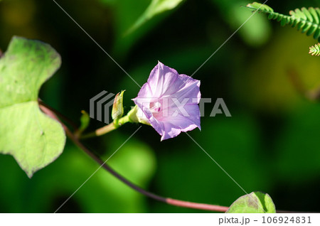 信濃川・やすらぎ堤の豆朝顔(まめあさがお) 106924831