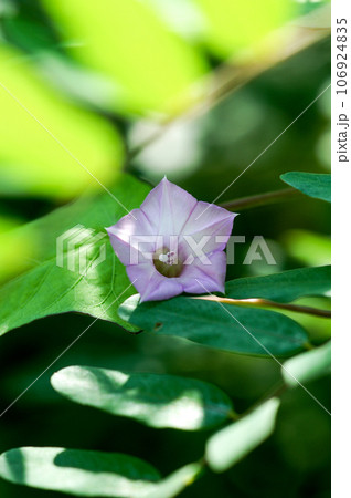 信濃川・やすらぎ堤の豆朝顔(まめあさがお) 信濃川・やすらぎ堤の豆朝顔(まめあさがお) 106924835